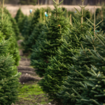 Christmas Tree Farm